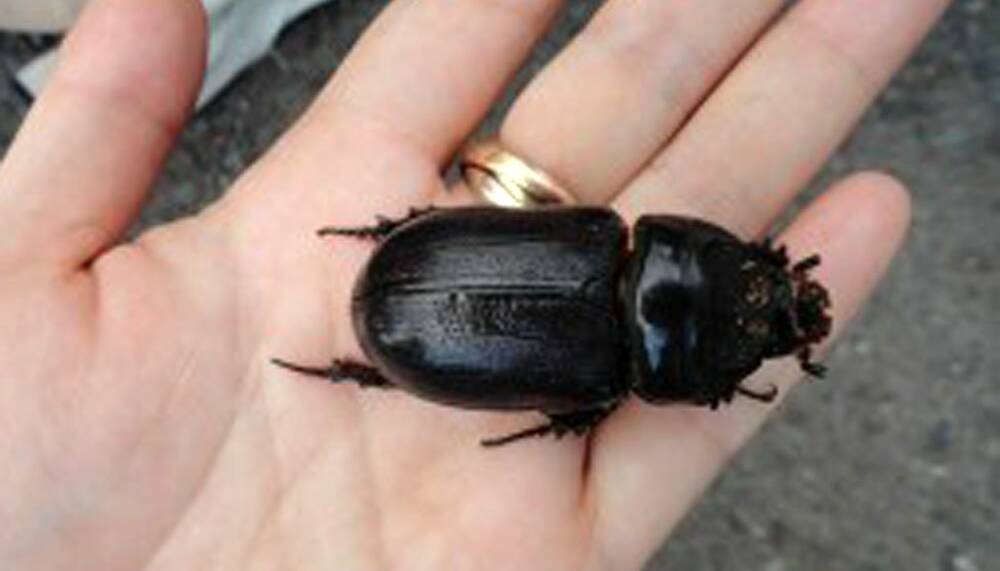 Just one of the nasties our biosecurity officials are trying to keep out of Australia, the hefty-sized coconut rhinoceros beetle.