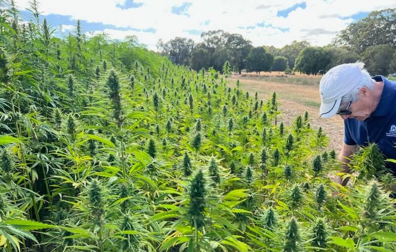 Trials have shown industrial hemp grows well in northern Australia, with the potential for two irrigated crops a season.