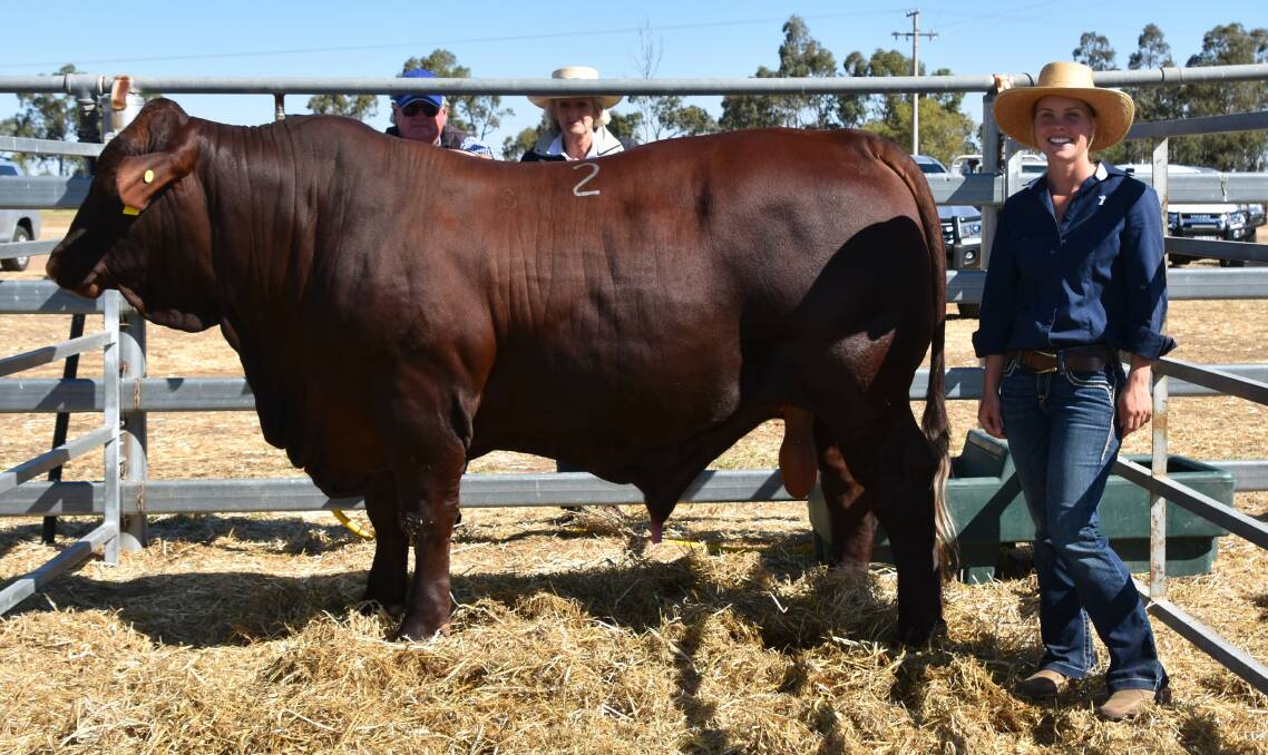 Top priced bull, Canowindra Rancher R95 (P), sold for $25,000 to John Robbins and Jan Clark, Gwambegwine, Taroom (pictured behind) with vendor Brielle Wolff, Canowindra Santa Gertrudis, Emerald.