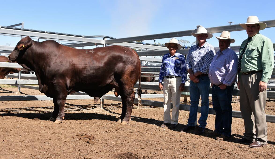 Record Breaker Yarrabee Gunyah 1377 (P) topped at $53,000 at Gracemere today, pictured with vendor Maurice Barlow, buyers Scott Ferguson, Glenn Oaks, Nobby and Roger Hatton, Diamond H, Wandoan with auctioneer Mark Scholes, Landmark, Rockhampton