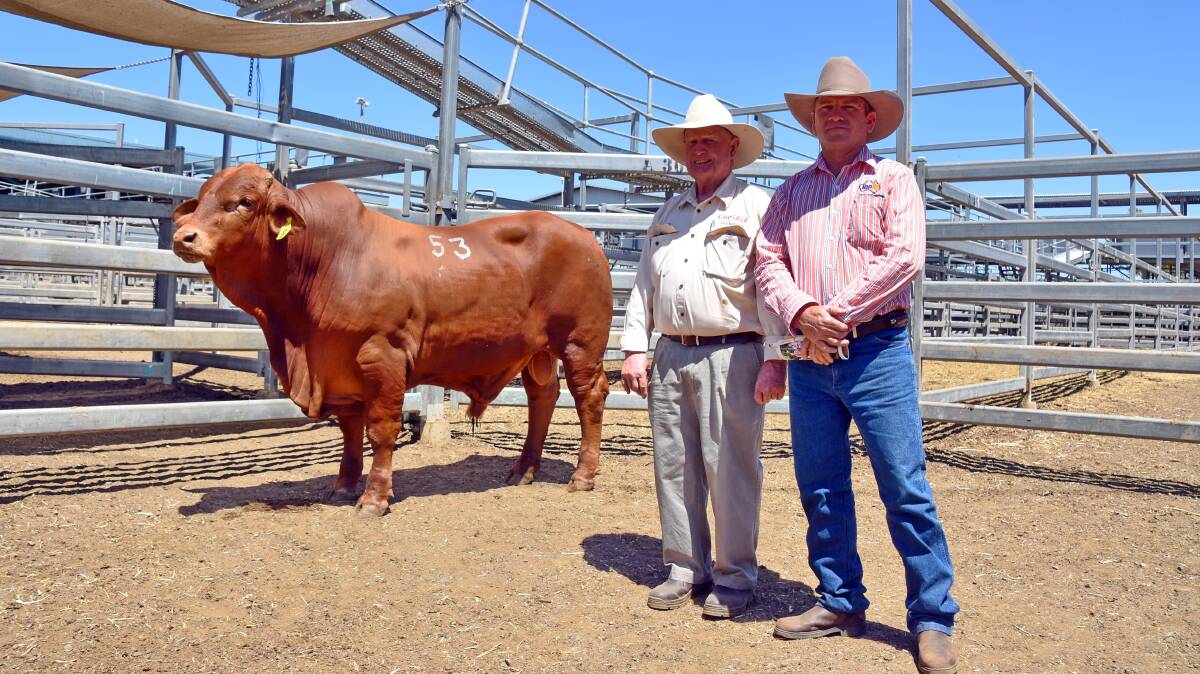 Glenavon Xneo (P), who sold for $28,000, with vendor John Atkinson of Glenavon Droughtmasters and 8PK Cattle Company buyer representative Brett Christie, TopX, Central Queensland.