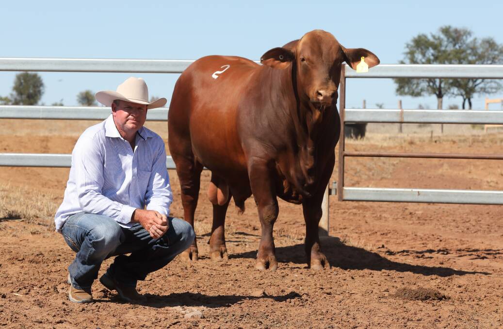 The $34,000 sale topping Cardona Ray Ban (P) bull from Cardona Jamar Santa Gertrudis sale and pictured with Craig Atkinson, Cardona Stud, Blackwater. The bull was purchased by Ben and Carly Evans, Carntyne Stud, Roma.