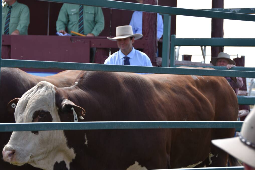 Dan Galloway in the sale ring during the Ascot Neimen bull sale at Banana. 