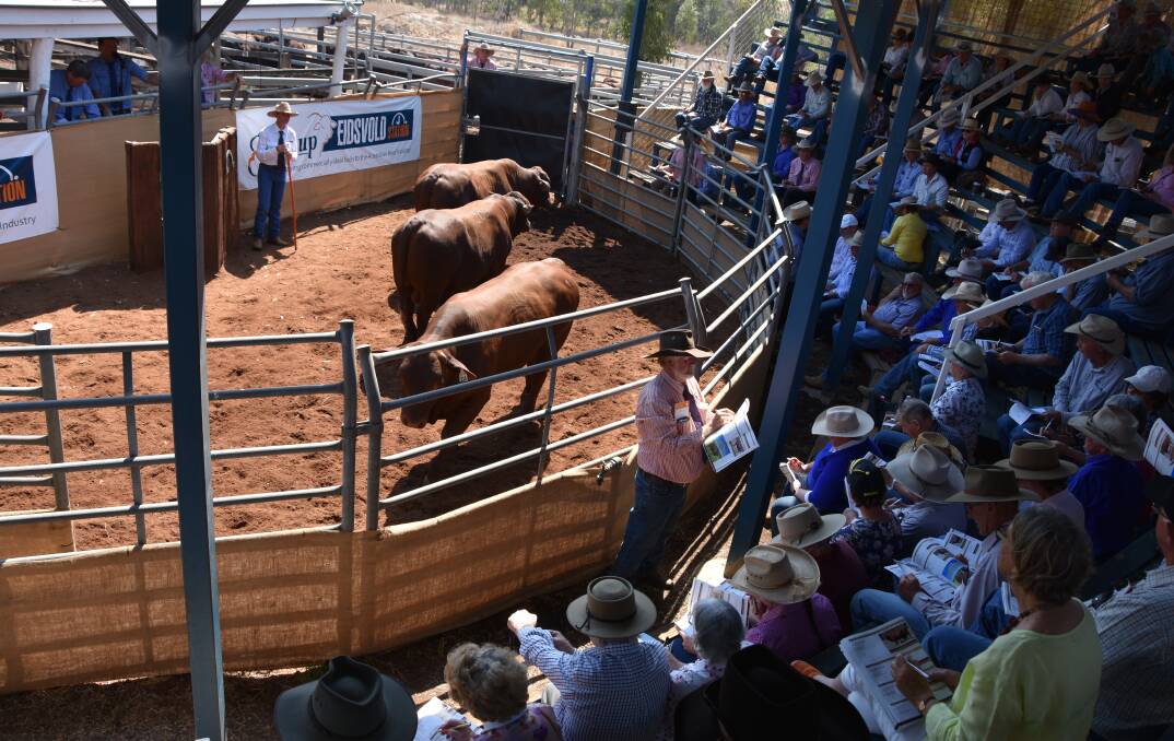 Greenup Eidsvold Station bull sale in action.