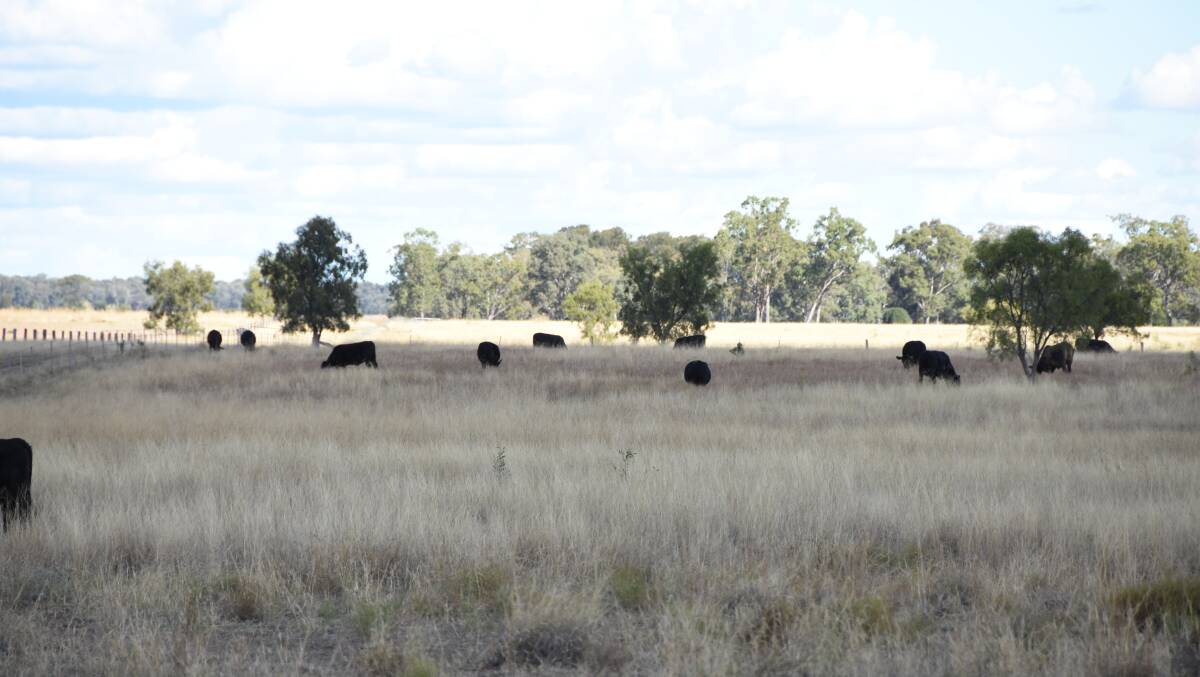 Organically certified cattle on the Taylor family's Moriah property near Chinchilla .