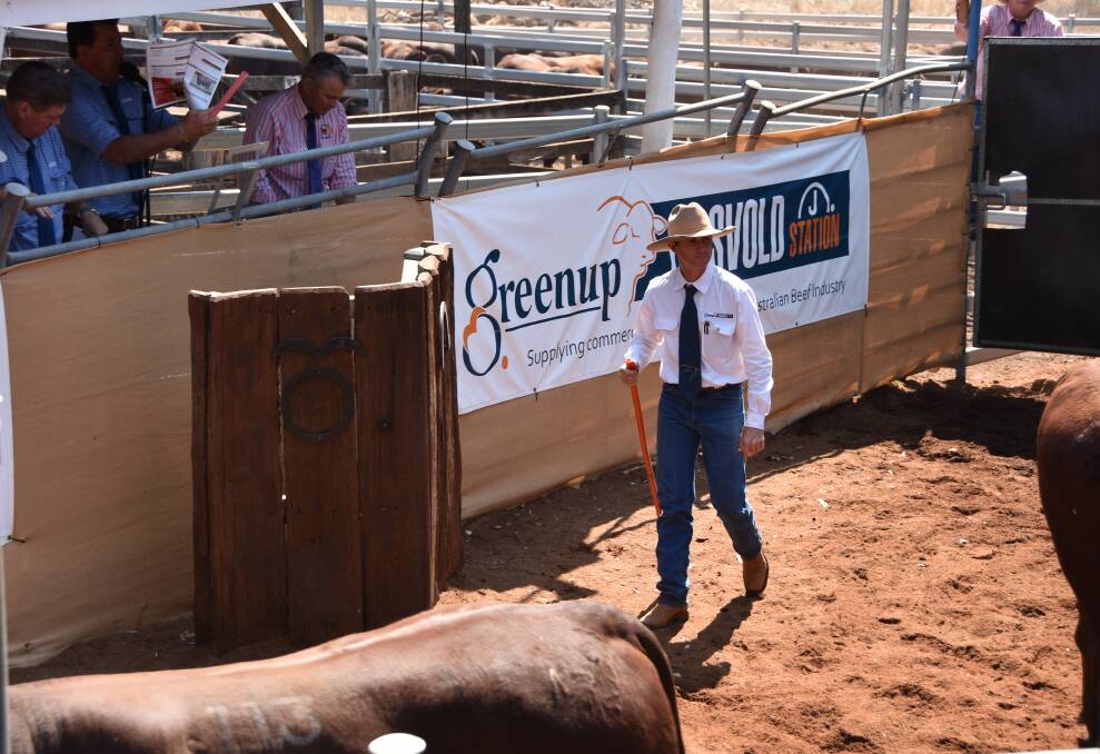 Rick Greenup during the 2018 Greenup Eidsvold Station Santa Gertrudis bull sale on Friday. 