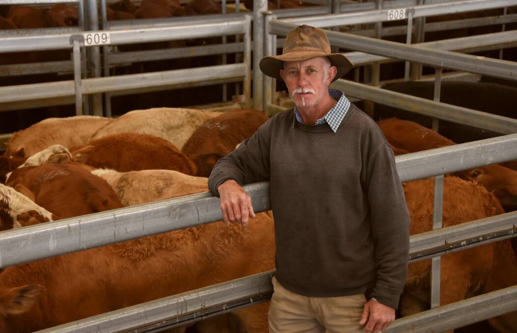 Hannaford cattle producer Ron Austin yarded some of his steers and hefiers at Dalby Saleyards on Wednesday.