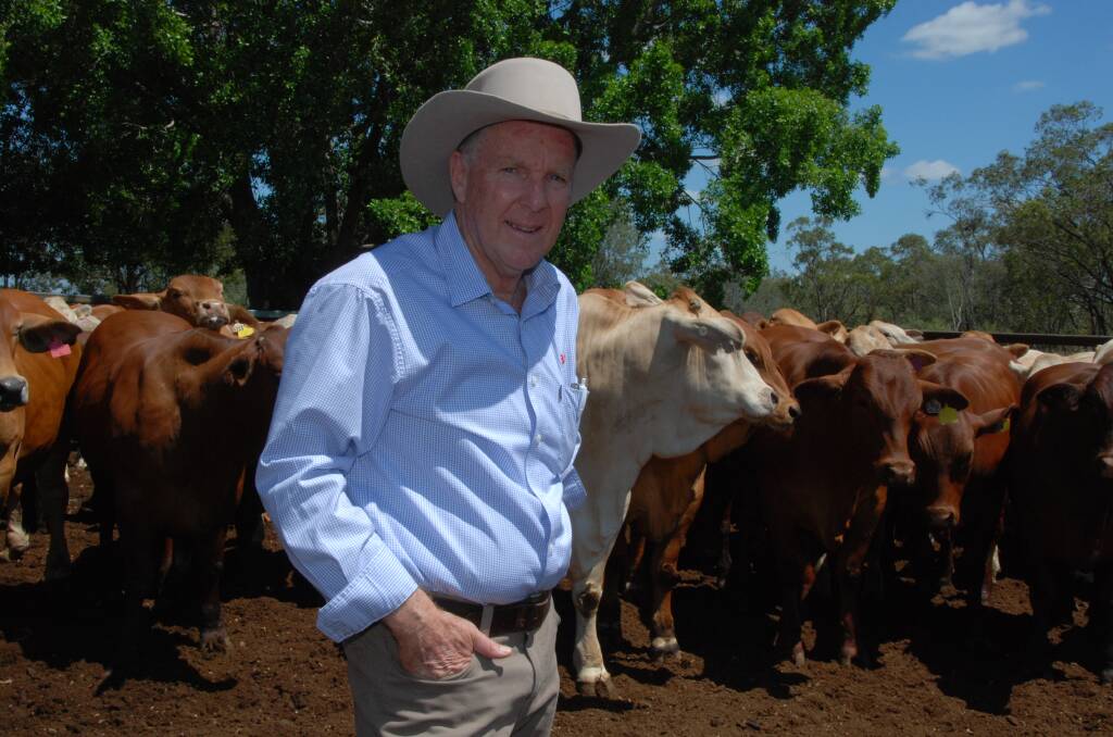 JBS northern livestock manager Steve Groom is forcasting processing cattle supply to decline over the next fortnight due to recent herd sell-offs and weather conditions.