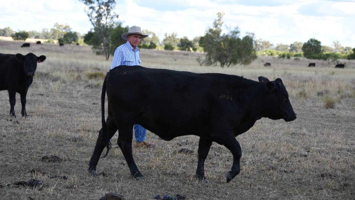 Steve Taylor, Moriah, Chinchilla inspects some of his composite Angus/Brahman-cross maiden heifers in the paddock.