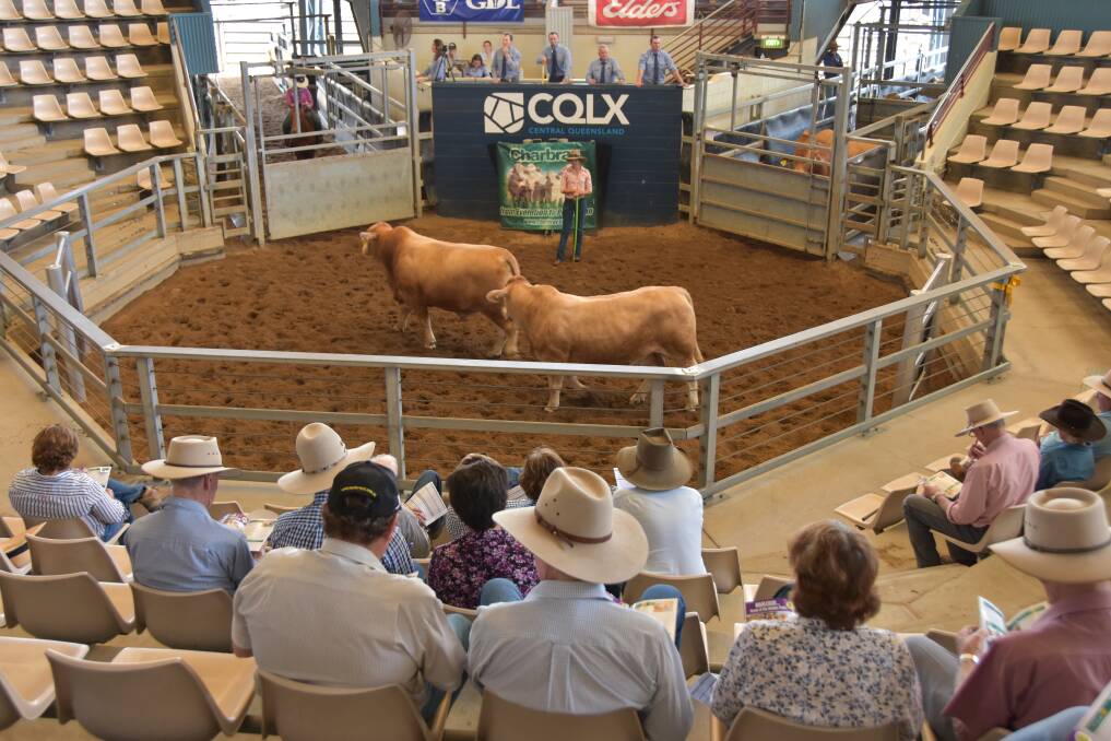 The Charbray National bull sale in action at the Central Queensland Livestock Exchange, Gracemere. 