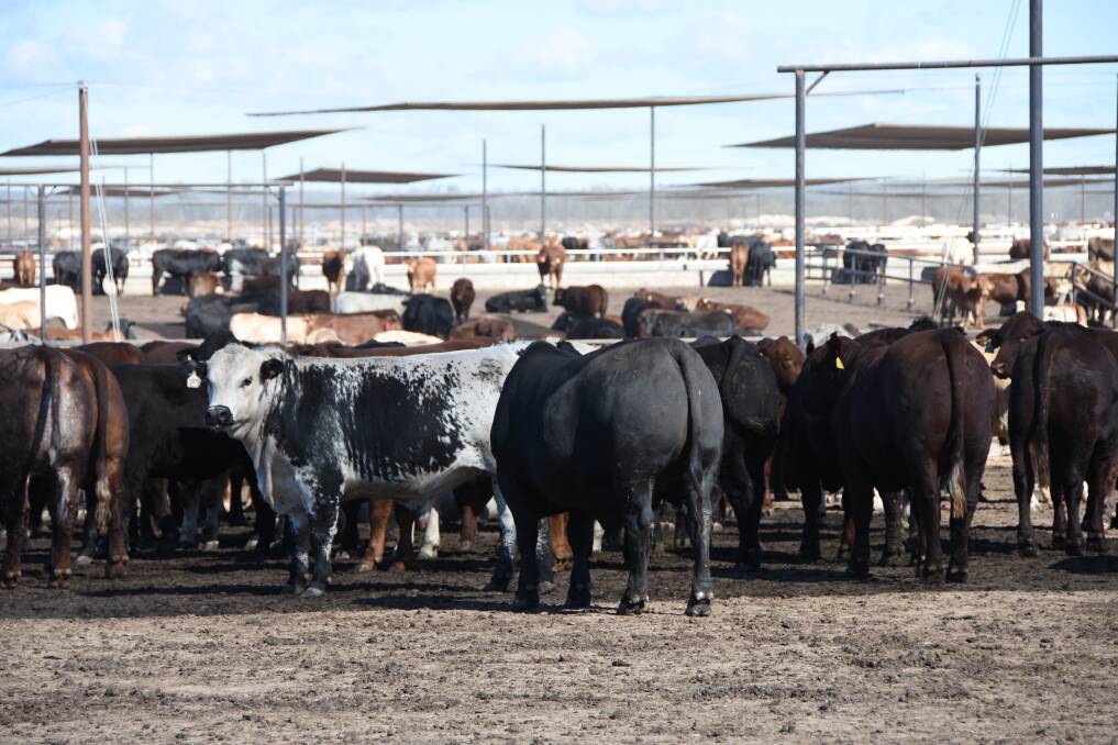 Some cattle on feed at Mort & Co's Grassdale Feedlot near Dalby in southern Queensland.