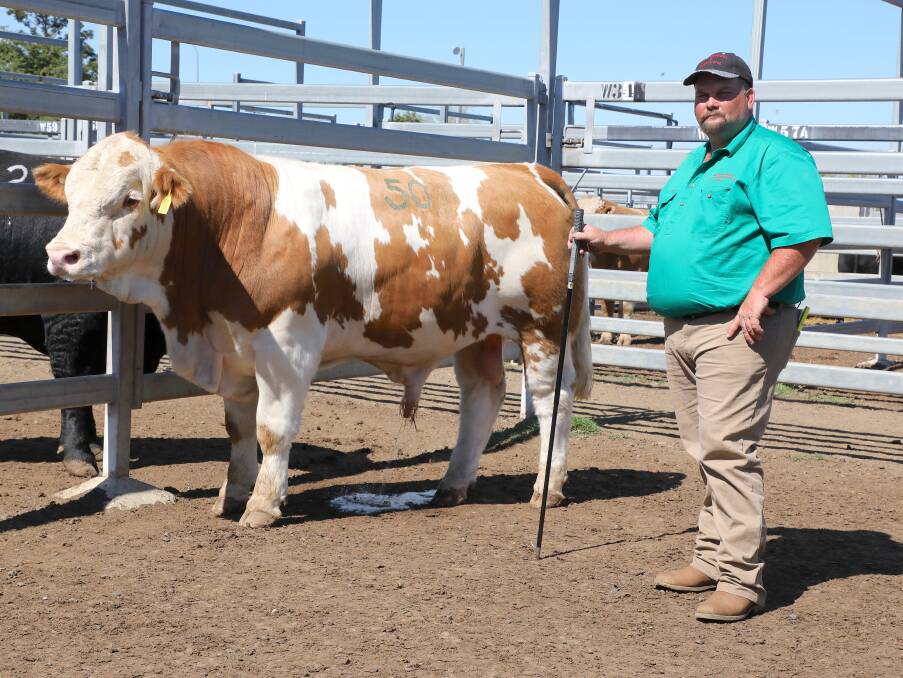 Darren Laycock, Brisbane Valley Stud, Esk with his sale topper, the $15,500, 800kg, Brisbane Valley Muscle Man (P) at the annual Clay Gully Invitation Simmental and Simbrah Sale, CQLX, Gracemere on Monday.