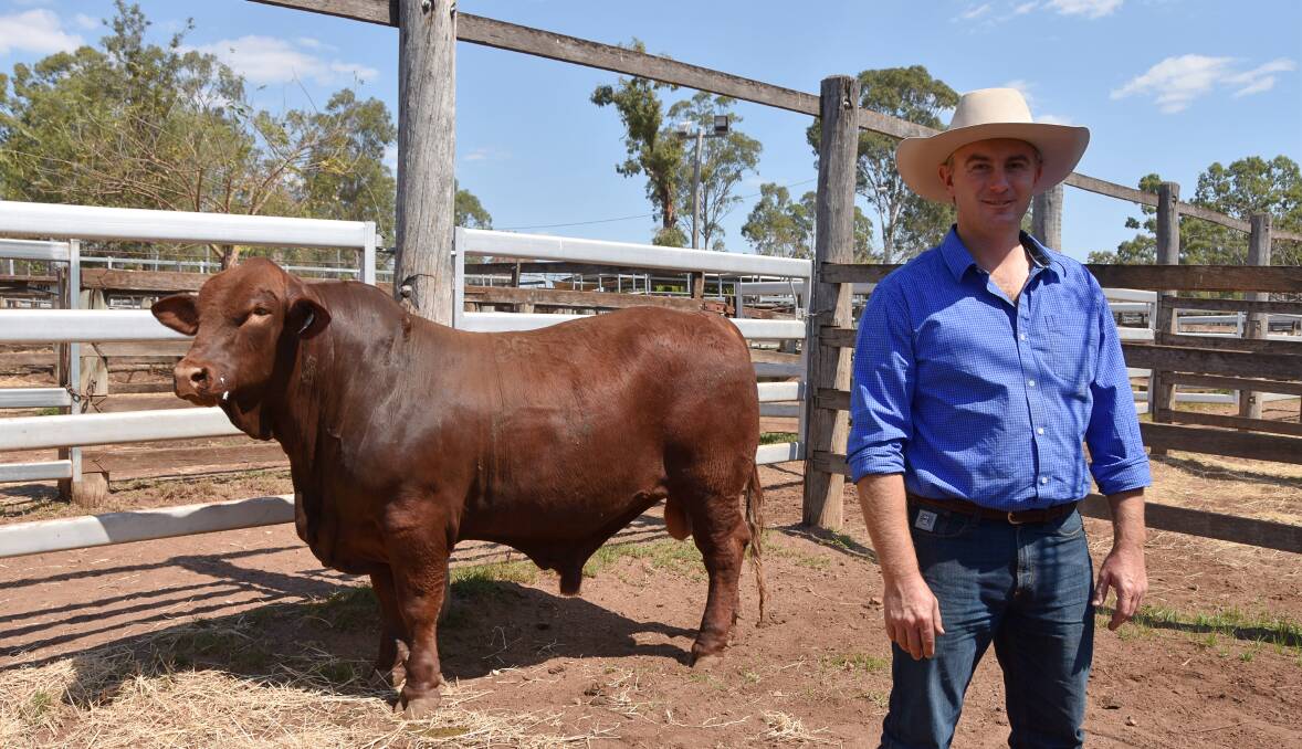 S. Kidman & Co Rockybank stud manager, Craig Leggett, Roma, with the $25,000 sire he purchased, Greenup Newton N22 (P), at Greenup Eidsvold Station bull sale on Friday. 