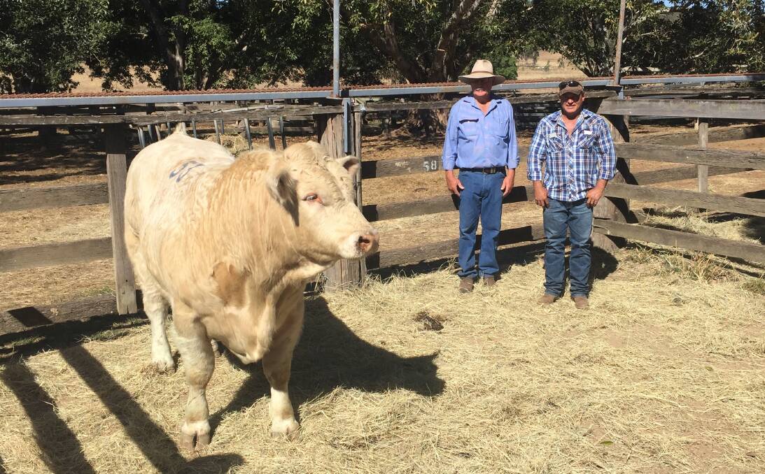 Wayne Davis, Barambah-Dale Charolais and buyer Shane Griffin, Bacchus Downs, Valkyrie via Nebo with the $14,000 top-priced Charolais bull, Barambah-Dale Miles at the Woolooga sale.