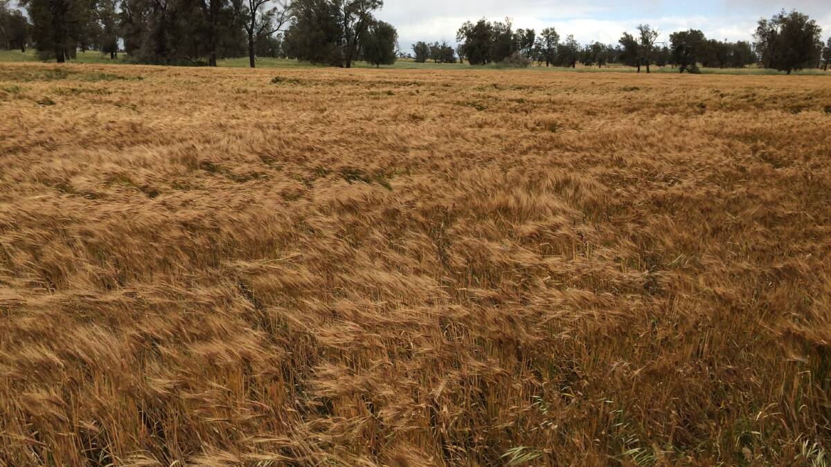 Barley gross margins are tempting growers to plant more of the crop this season.