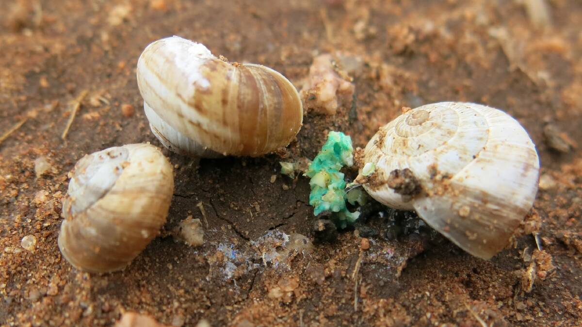 They're treated with bait here, but snails are a $200 million industry annually across the globe, driven by demand from countries such as Spain and France, where they are a popular delicacy.