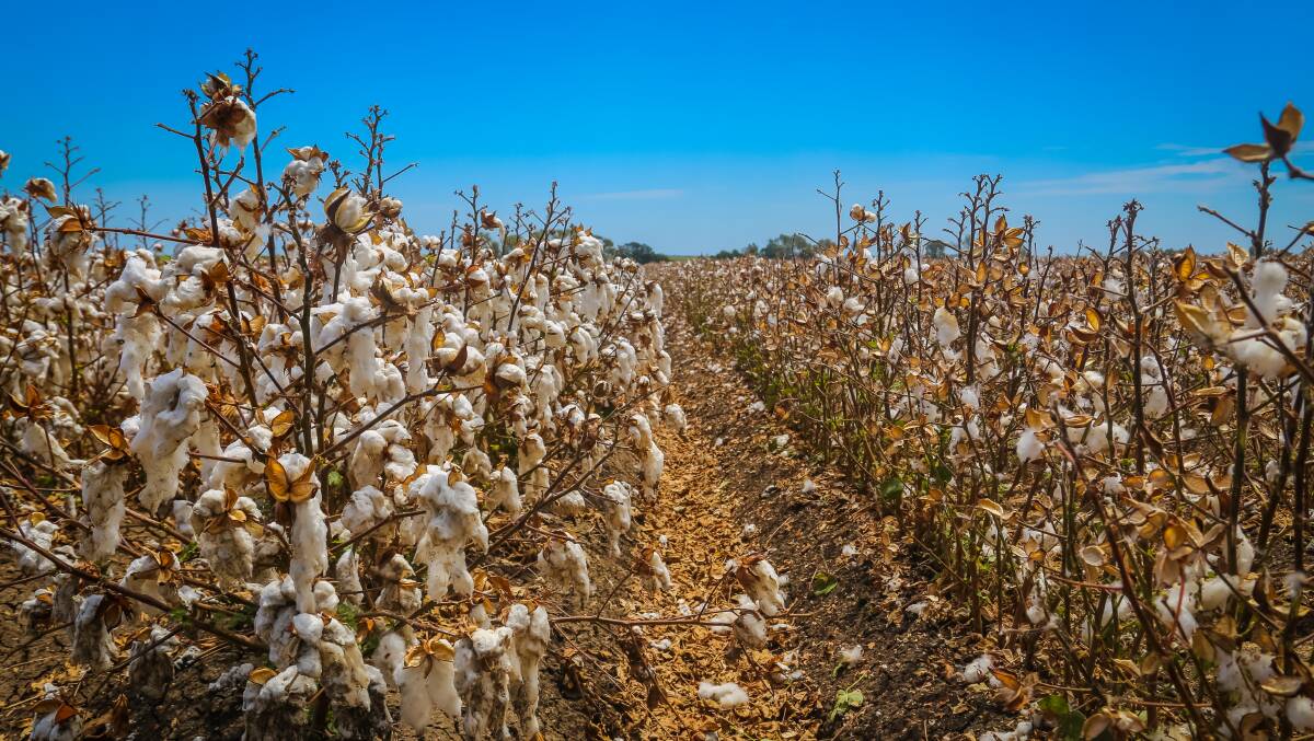 Australia is set for a big cotton crop this season. Photo: Kelly Butterworth.