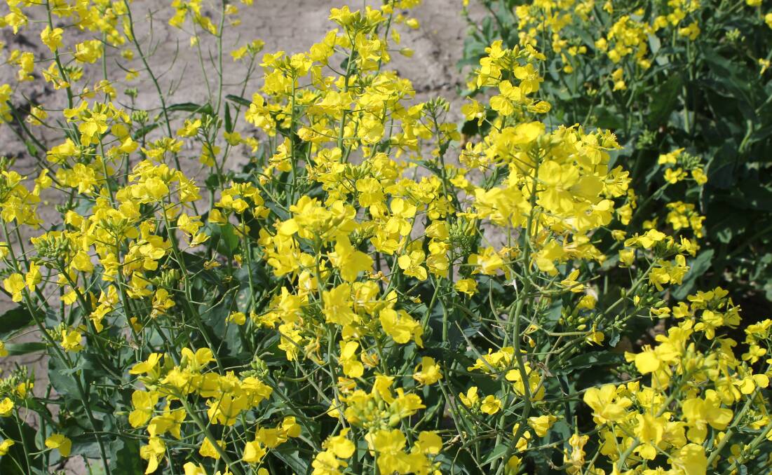 Canola crops are in full flower in many parts of the country and in good health, with ABARES forecasting the nation's biggest ever canola harvest.