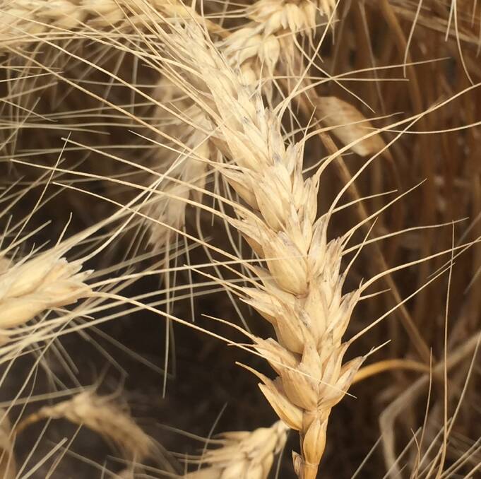 World wheat production is expected to decline for the first time in six years.