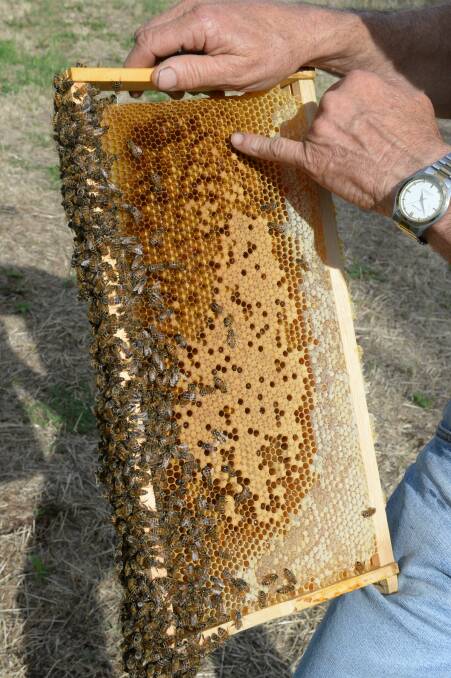 Studies have found neo-nicotinoid insecticides do damage to bee populations.