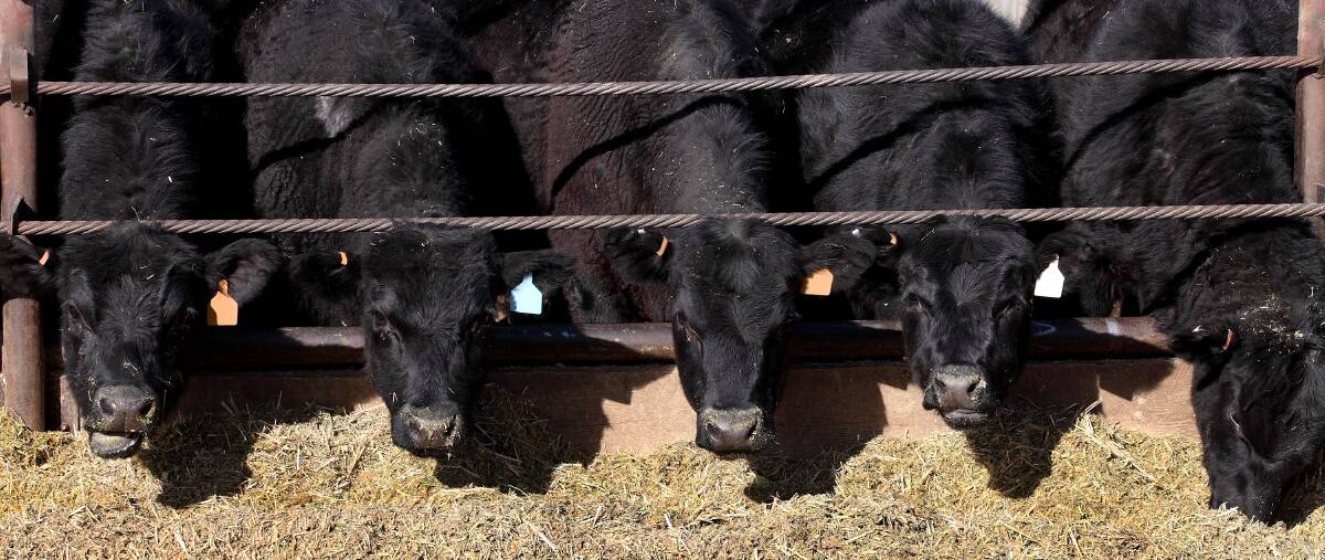 Dalgrains had close ties to the feedlot industry. 