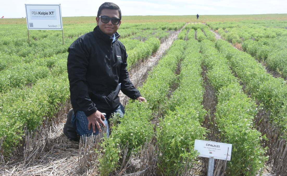 Agriculture Victoria lentil breeder Arun Shunmugam with a promising line of yet to be commercially released lentils in a trial at the pulse trial site at Propodollah, near Nhill, last week.