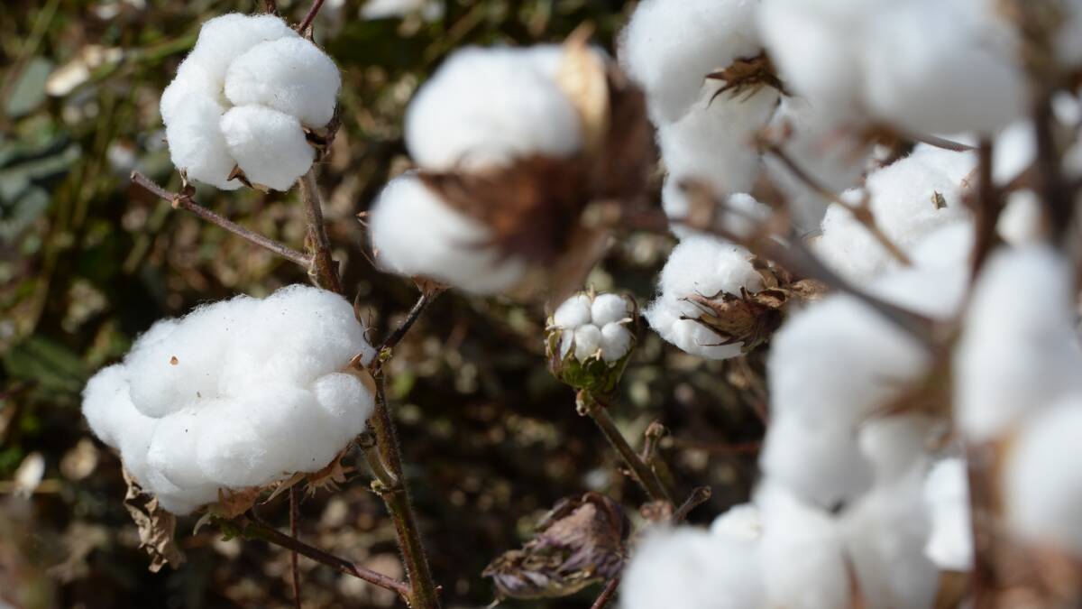 A northern NSW cotton producer has pleaded guilty to water offences.