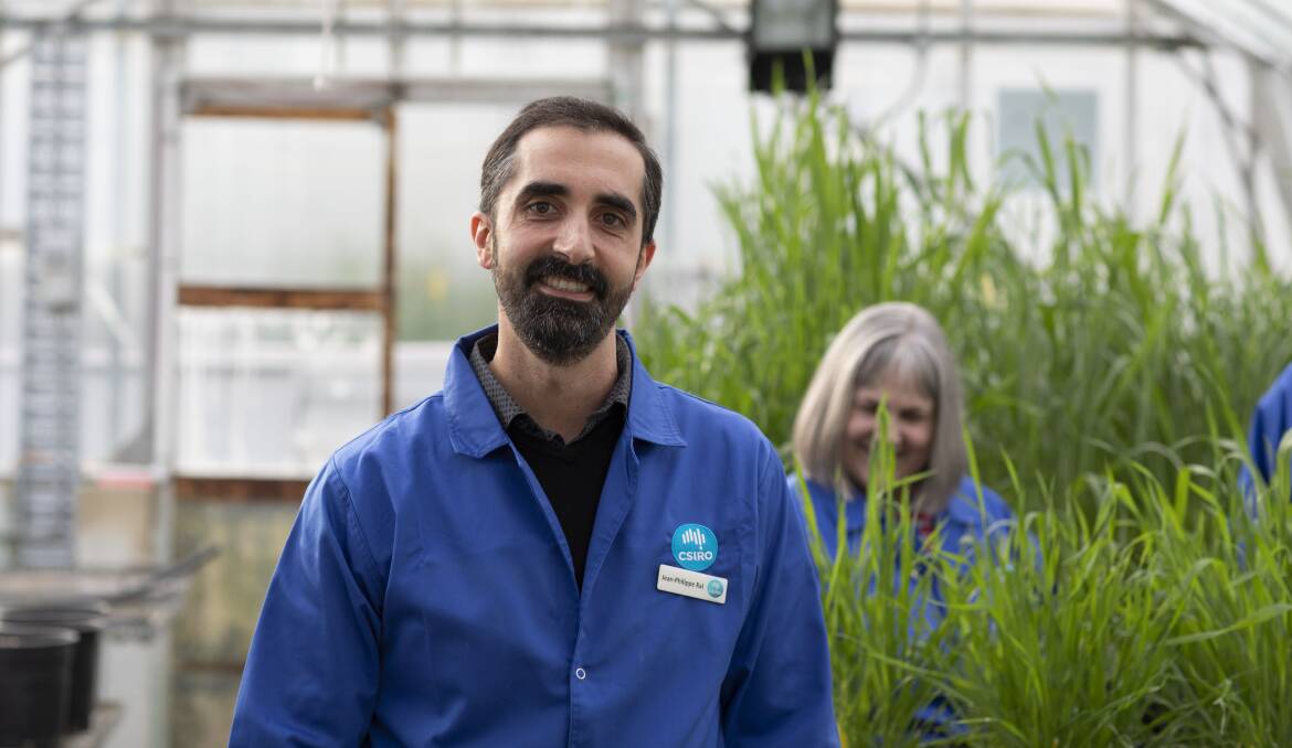 Jean-Philippe Ral, CSIRO, has conducted trials which found that late maturity amylase in wheat does not impact its end use capabilities. 