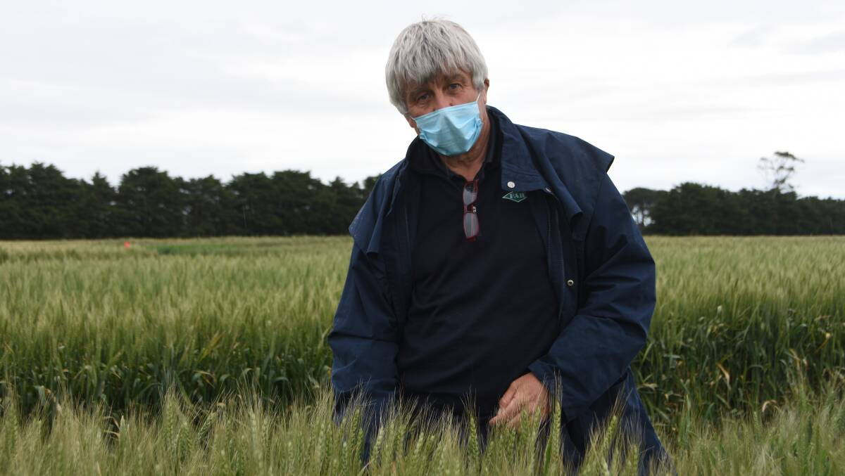 Nick Poole, FAR Australia managing director in one of the trials at the hyper yielding crops field day at Gnarwarre, near Winchelsea last month. Photo: Gregor Heard.