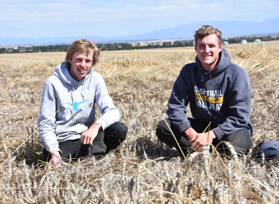 LODGING AN OBJECTION: Mitch Byron (left) and DJ Woods are anxiously awaiting a fine spell to finish harvesting a heavily lodged crop of Phantom wheat at Rossbridge, near Ararat, Victoria.