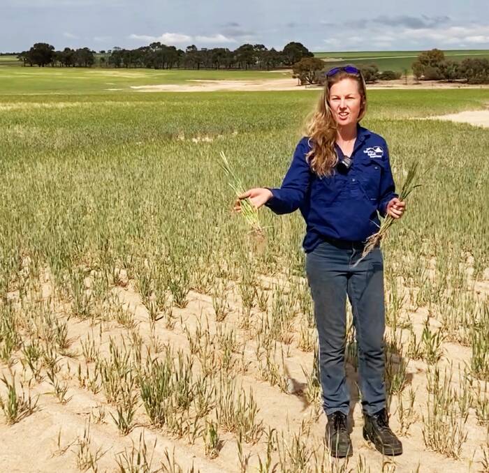 Claire Stevens, Kellerberrin, WA, was pleased with the results of MaxSil fertiliser. Contributed photo.