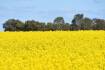 Big push for Chinese oilseed self-sufficiency
