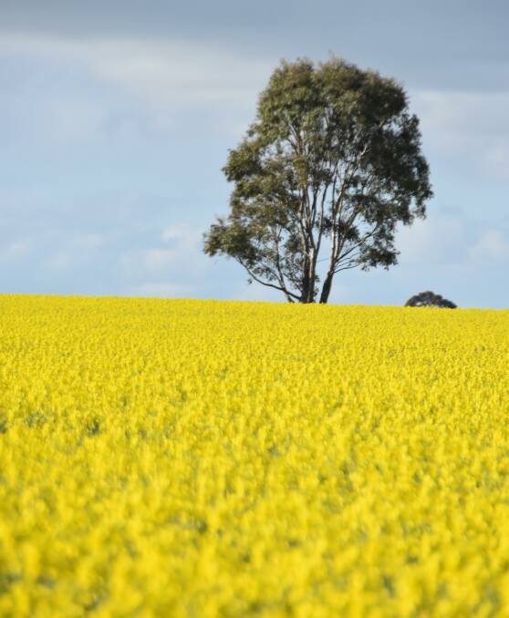 Canola is beginning to hit full flower in the Wimmera.