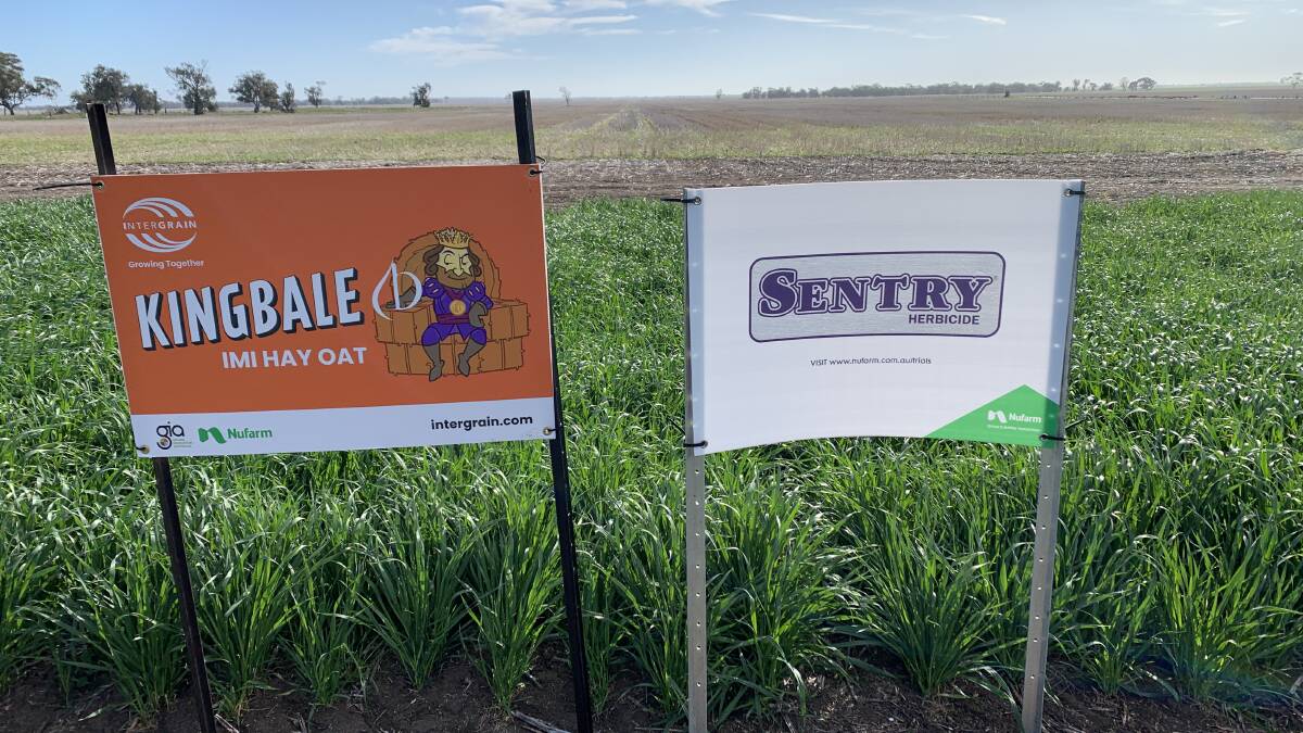 Kingbale herbicide tolerant oats will be released this year by InterGrain, for use in conjunction with Nufarm's Sentry herbicide.