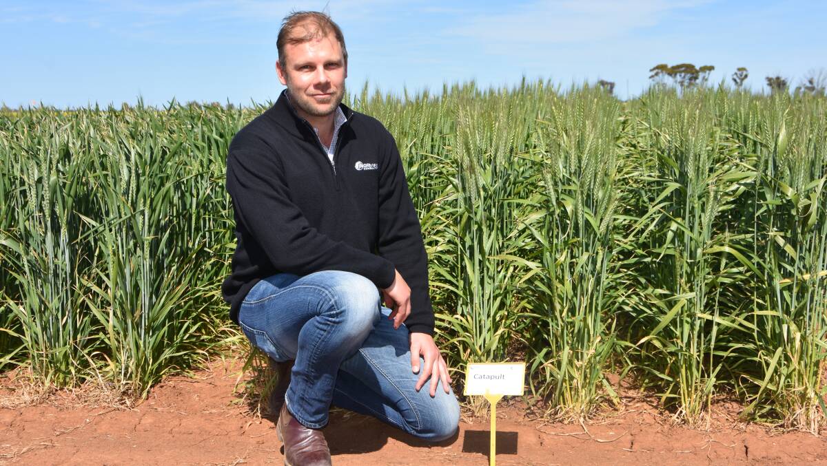 Agronomist Tim Pohlner with a trial plot of the recently released Catapult variety wheat.