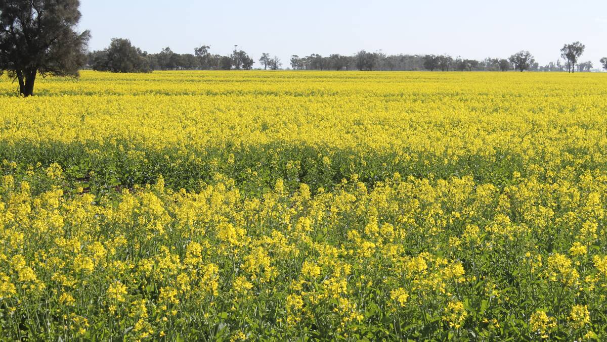 Opinion is divided as to whether no till cropping systems lead to a rise in mice numbers to levels sufficient to cause damage such as seen in this canola crop.