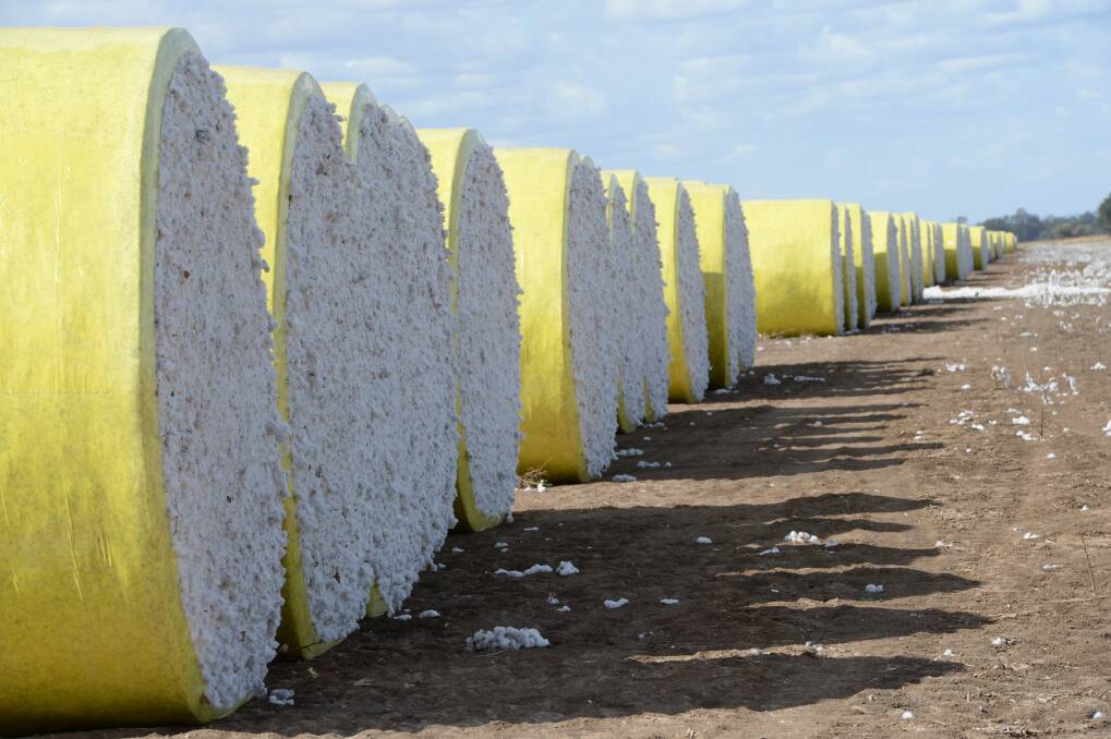 The cotton industry is fuming at calls to ban Australian cotton exports.