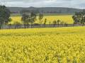 Canola is in the midst of a boom at present with high prices and good production outlooks.