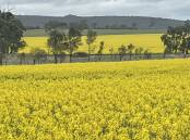 Canola is in the midst of a boom at present with high prices and good production outlooks.