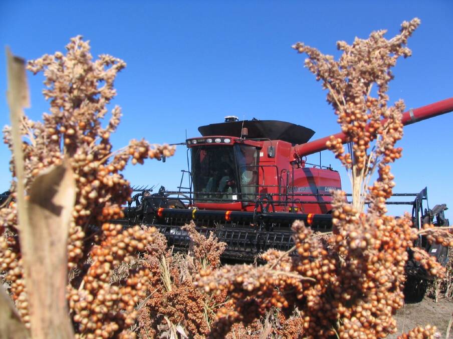 Headers rolling in sorghum crops will be a rare sight this year.