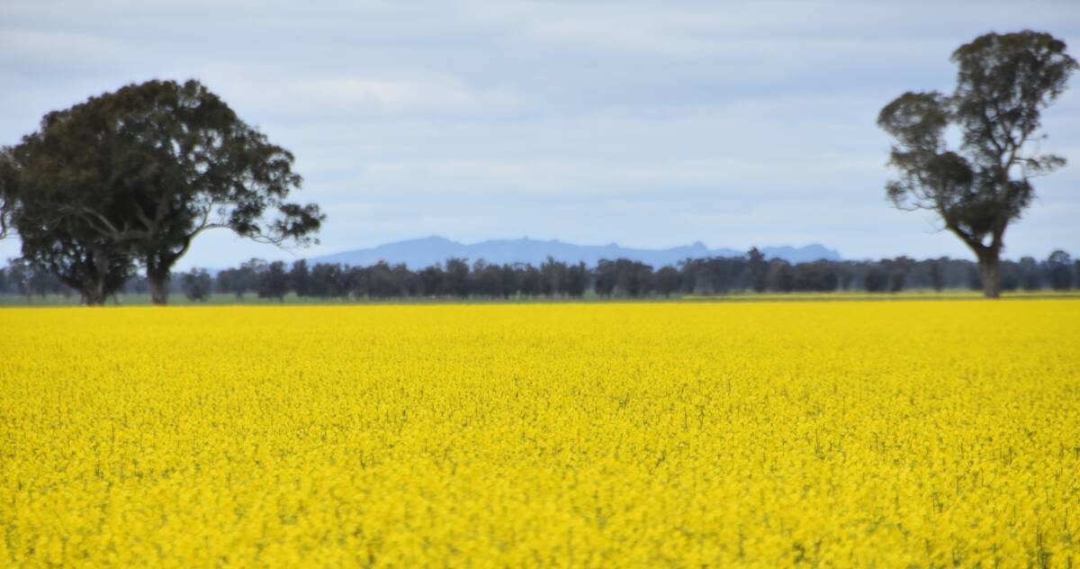 Australian canola producers could see handsome prices this season should international factors play out the way one expert is forecasting.