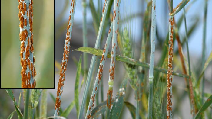 Stem rust is a serious disease in wheat.