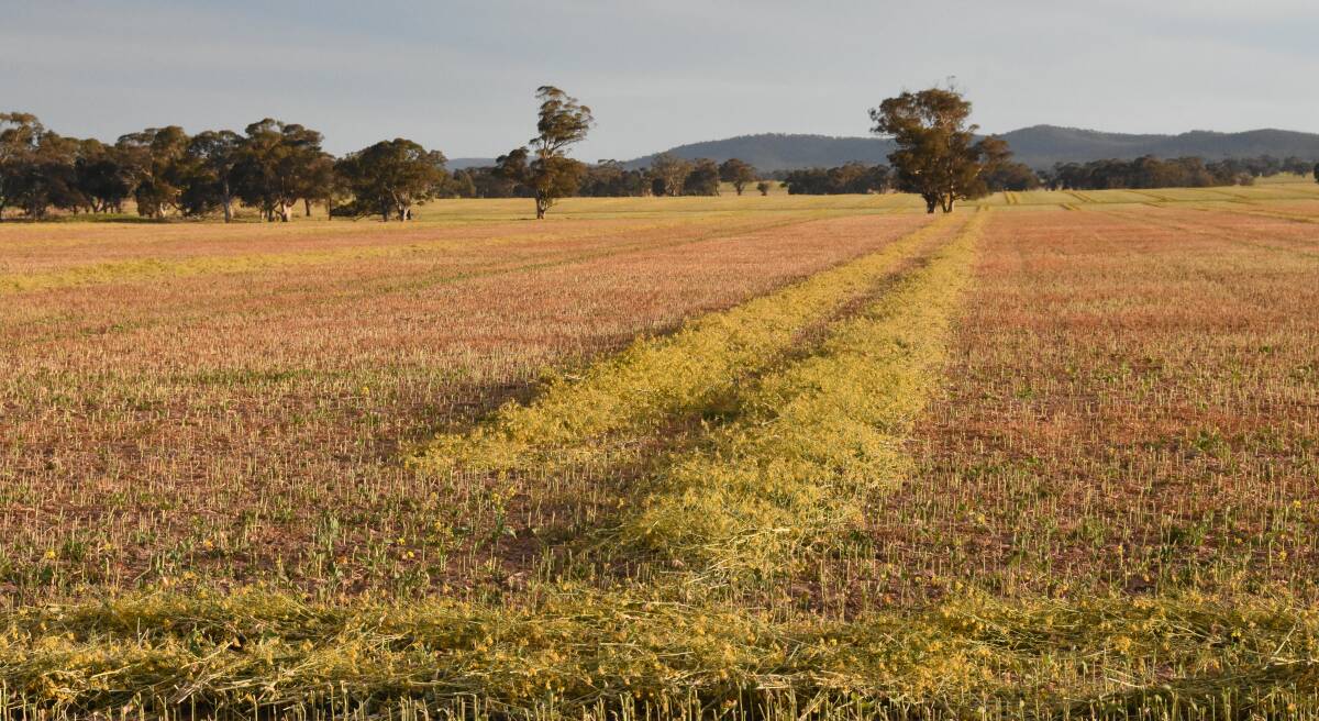 Farmers in western Victoria were just one group to suffer from the nation's driest September on record. Canola crops full of potential at the start of the month are now cut for hay following hot and dry conditions. 