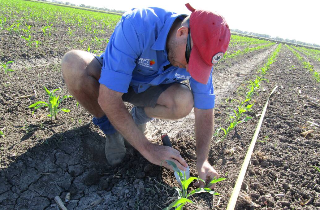 Trevor Philp, summer grain agronomist with Pacific Seeds, looks at newly planted crops.