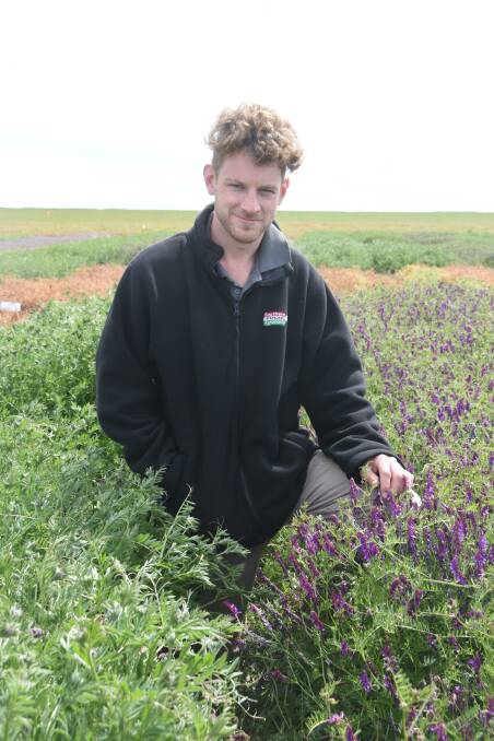 Mitchelll Fromm, Agriculture Victoria research scientist compares different maturities in vetch varieties.