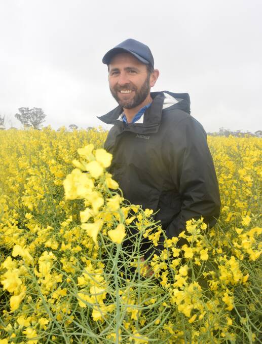 WETTER TIMES: Rohan Brill with a crop of canola in Victoria during a wet season in 2016.