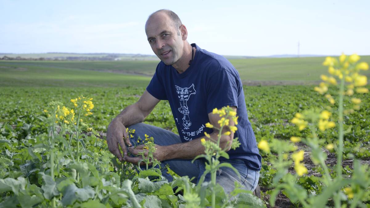 Eyre Peninsula canola grower Mark Modra says he is experimenting with using stored hybrid canola seed this year due to a shortage of certified seed.