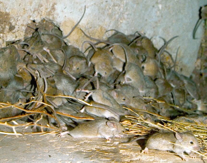 Baiting mice at sowing time is the best way to minimise the risk of crop damage.