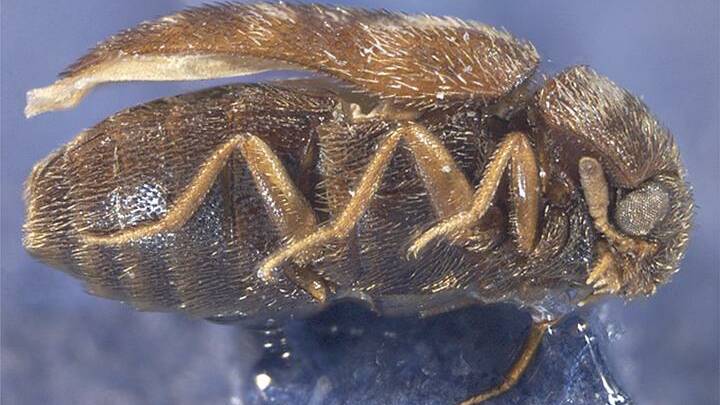 Khapra beetle is a devastating pest in stored grain.