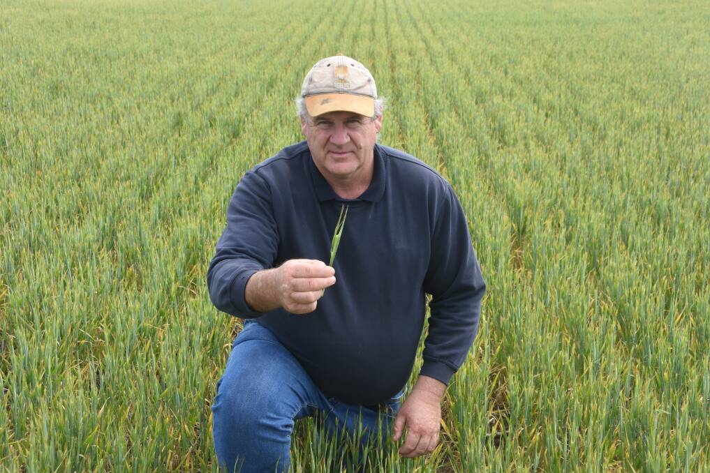 David Drage, Lah East, in a struggling paddock of Spartacus barley. 